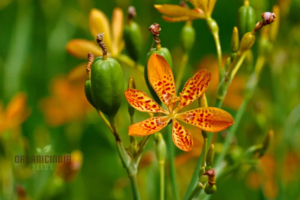 Belamcanda Chinensis Seeds For Planting: Exotic Tiger Lily Of The Garden - Rare Perennial Plant For