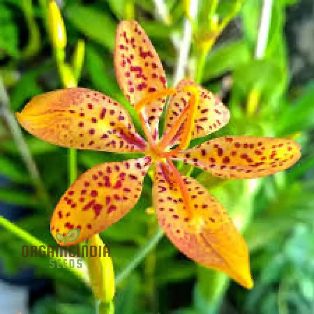 Belamcanda Chinensis Seeds For Planting: Exotic Tiger Lily Of The Garden - Rare Perennial Plant For