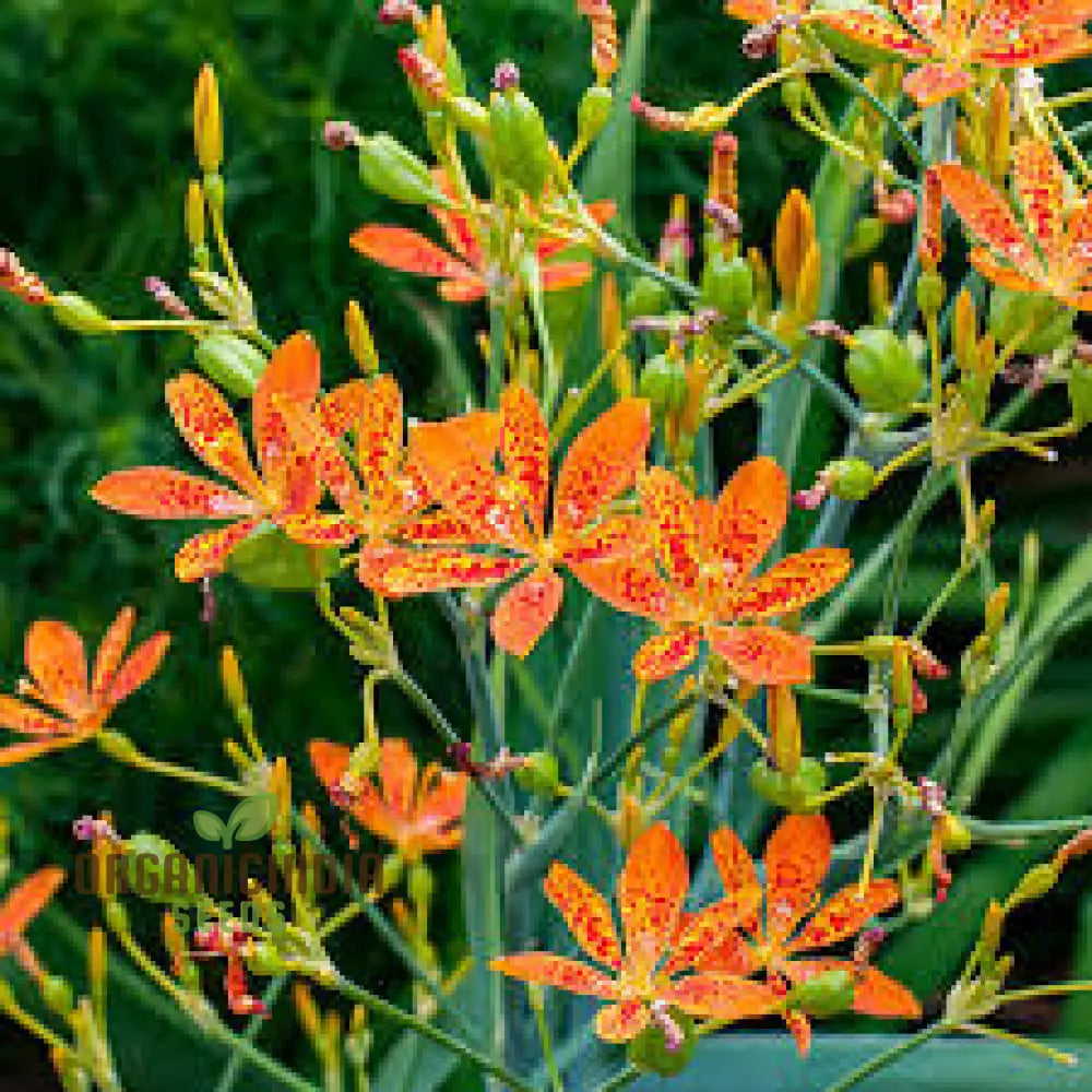 Belamcanda Chinensis Seeds For Planting: Exotic Tiger Lily Of The Garden - Rare Perennial Plant For