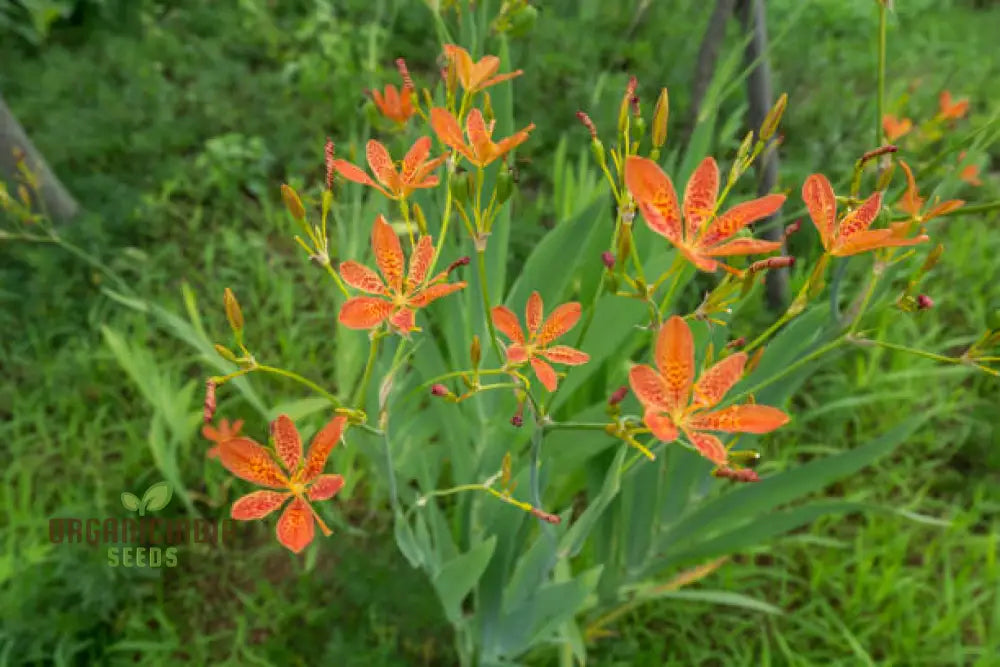 Belamcanda Chinensis Seeds For Planting: Exotic Tiger Lily Of The Garden - Rare Perennial Plant For