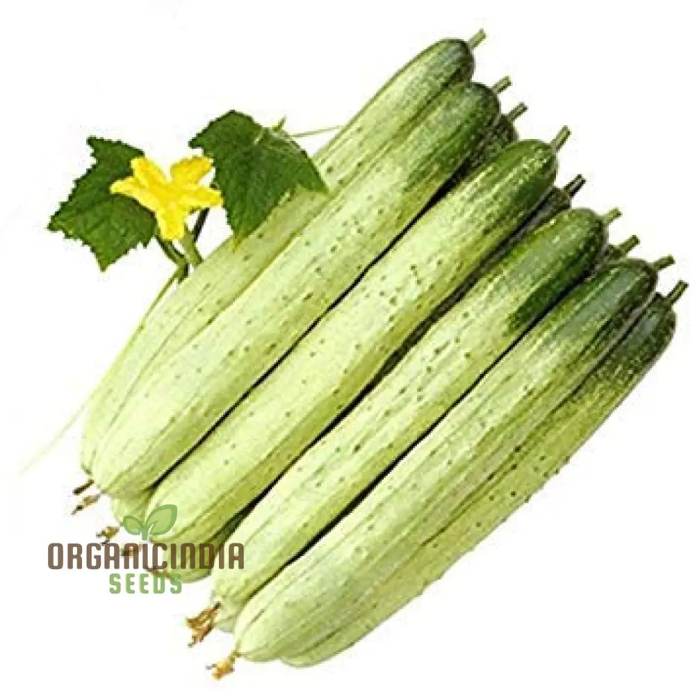 ’Bell Semi Aroma Riccore Seeds For Planting - 100 Pcs’ Vegetable