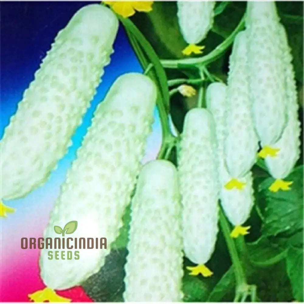 ’Bell Semi Aroma Riccore Seeds For Planting - 100 Pcs’ Vegetable