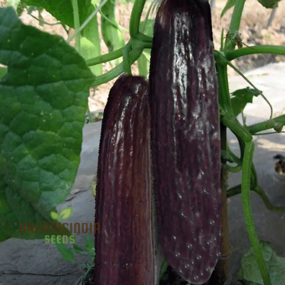 ’Bell Semi Aroma Riccore Seeds For Planting - 100 Pcs’ Vegetable