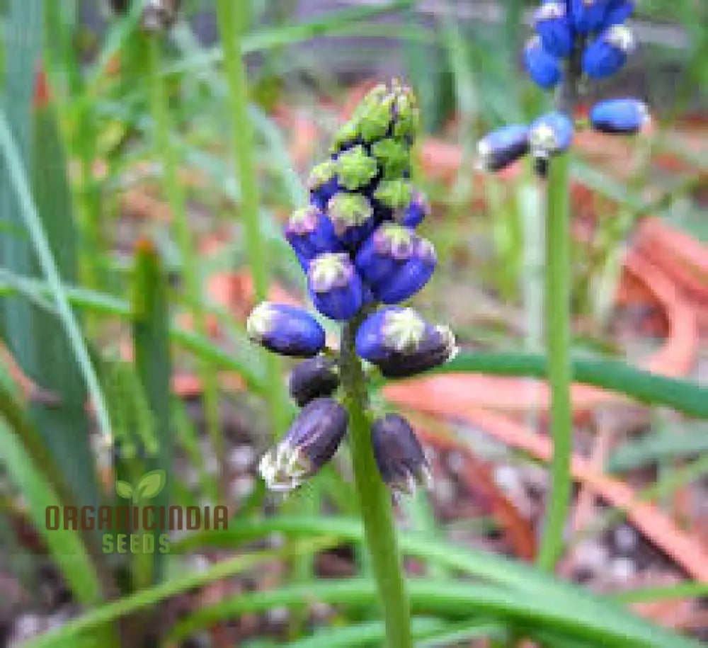 Bellevalia Dubia Seeds For Planting: A Unique And Vibrant Perennial Flower For Stunning Landscapes