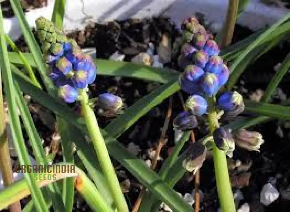 Bellevalia Dubia Seeds For Planting: A Unique And Vibrant Perennial Flower For Stunning Landscapes