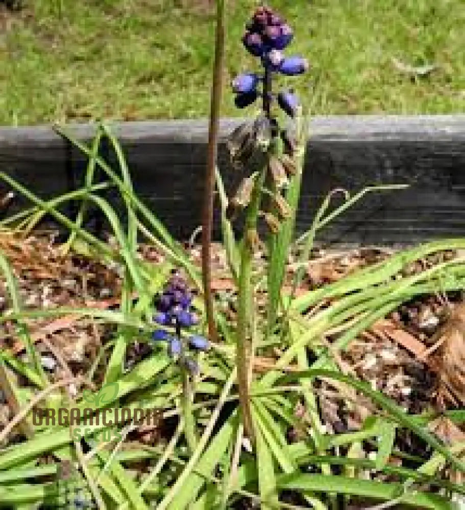 Bellevalia Dubia Seeds For Planting: A Unique And Vibrant Perennial Flower For Stunning Landscapes