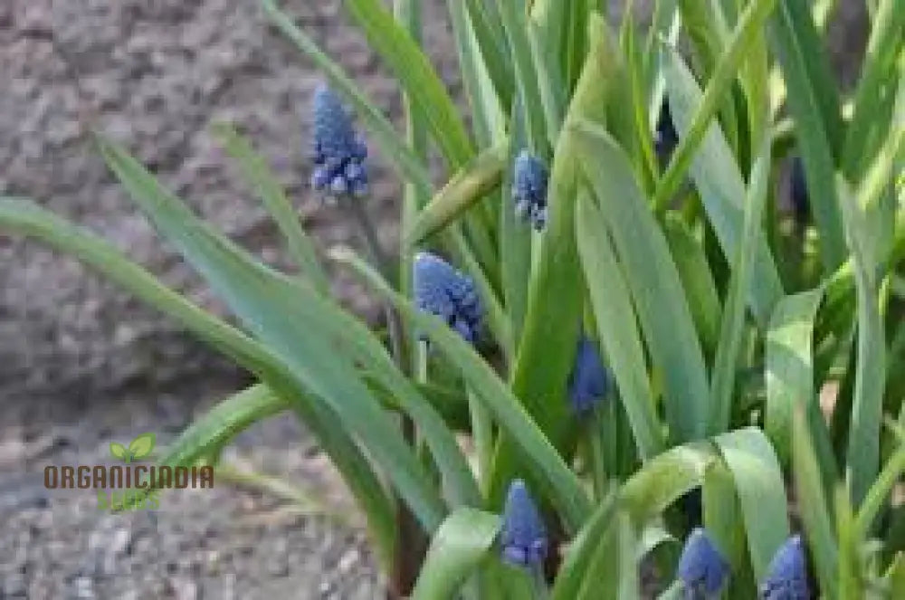 Bellevalia Paradoxa Seeds For Planting: A Stunning Blue Perennial For Vibrant And Unique Garden