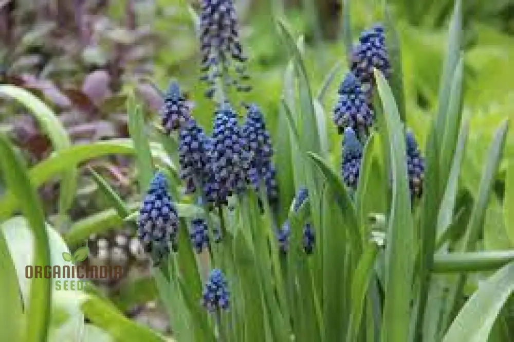 Bellevalia Paradoxa Seeds For Planting: A Stunning Blue Perennial For Vibrant And Unique Garden