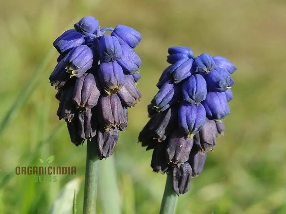 Bellevalia Paradoxa Seeds For Planting: A Stunning Blue Perennial For Vibrant And Unique Garden