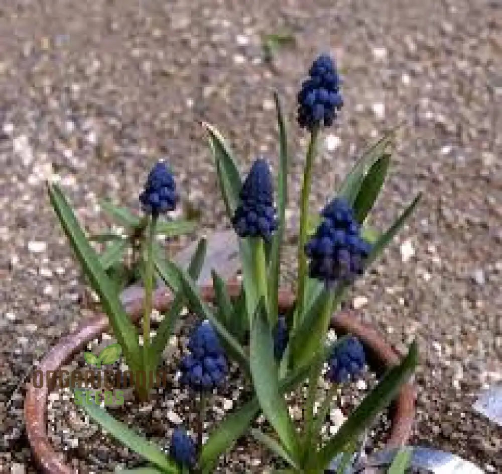 Bellevalia Paradoxa Seeds For Planting: A Stunning Blue Perennial For Vibrant And Unique Garden