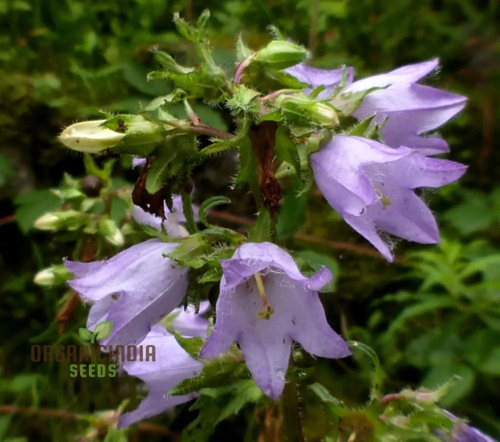 Bellflower Nettle Leaved Seeds For Planting A Gardener’s Haven For Exquisite Blooms And Botanical