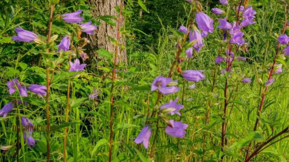 Bellflower Nettle Leaved Seeds For Planting A Gardener’s Haven For Exquisite Blooms And Botanical