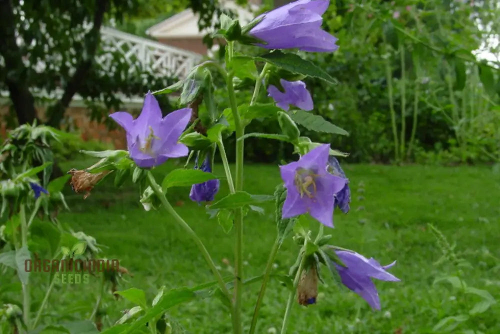 Bellflower Nettle Leaved Seeds For Planting A Gardener’s Haven For Exquisite Blooms And Botanical