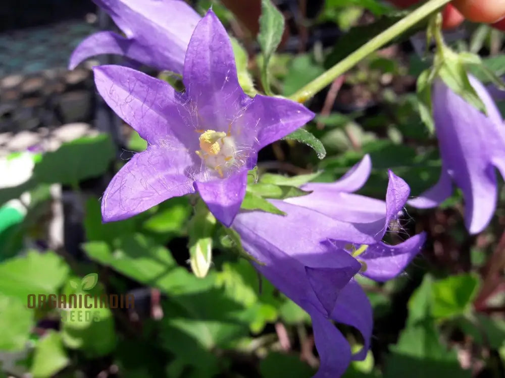 Bellflower Nettle Leaved Seeds For Planting A Gardenerâ€™s Haven For Exquisite Blooms And Botanical