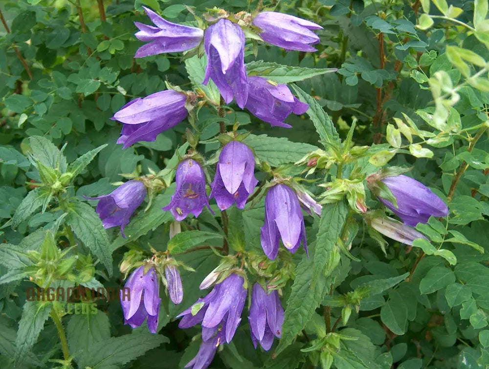 Bellflower Nettle Leaved Seeds For Planting A Gardener’s Haven For Exquisite Blooms And Botanical