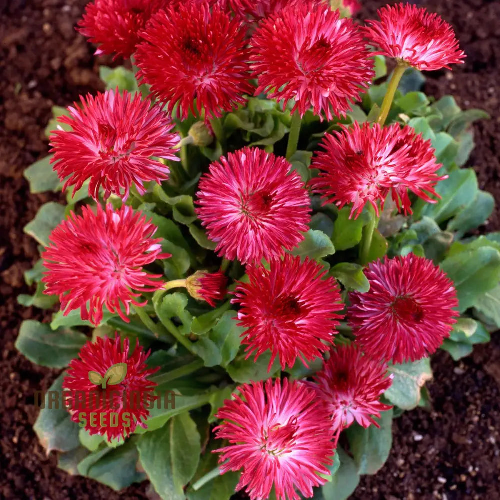 Bellis Perennis Habanera Mixed Seeds For Vibrant Blooms And Easy Gardening Delights!