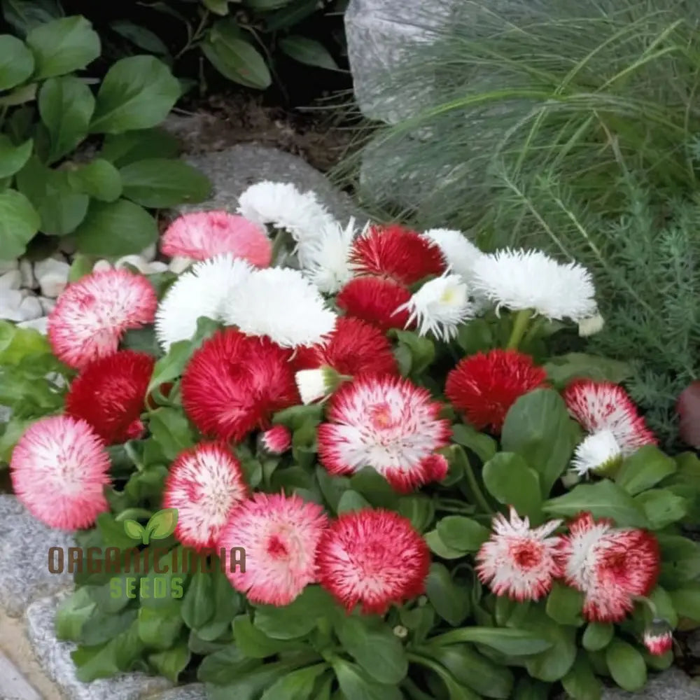 Bellis Perennis Habanera Mixed Seeds For Vibrant Blooms And Easy Gardening Delights!