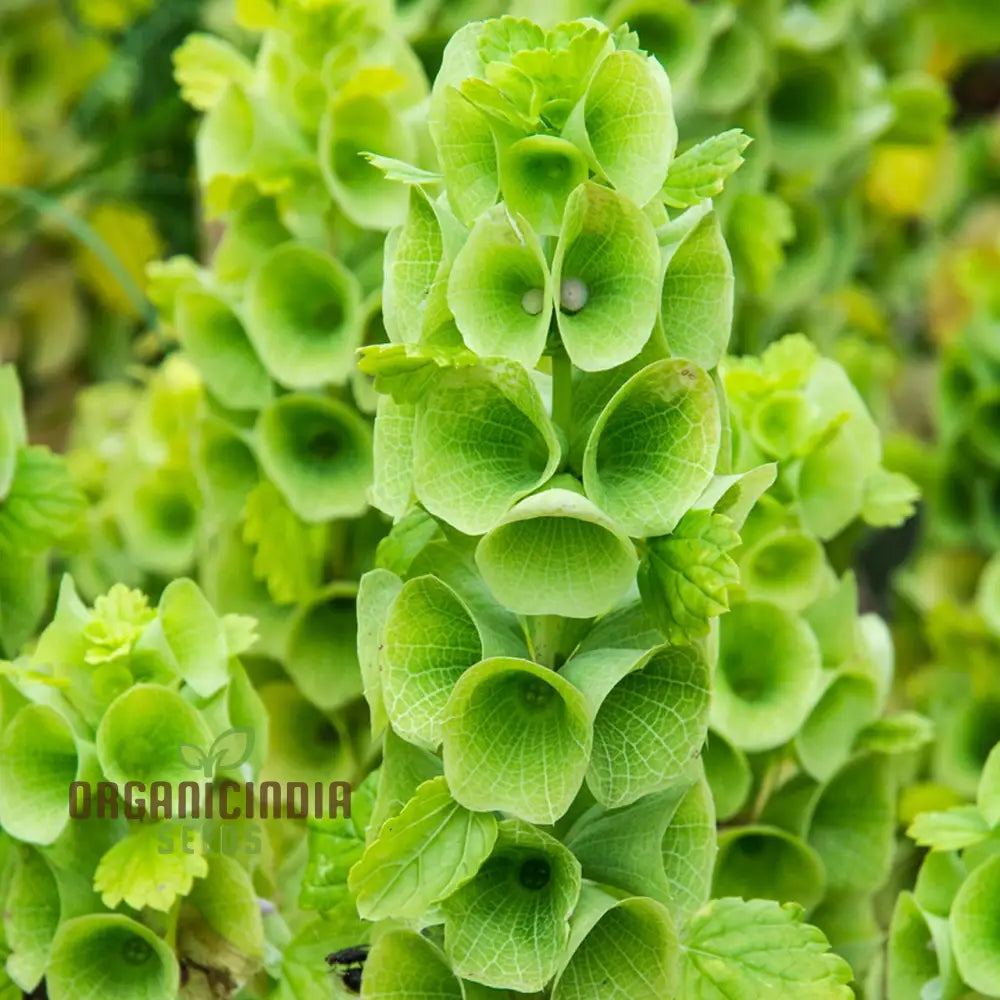 Bells Of Ireland (Molucella Laevis) Seeds For Unique And Striking Floral Displays