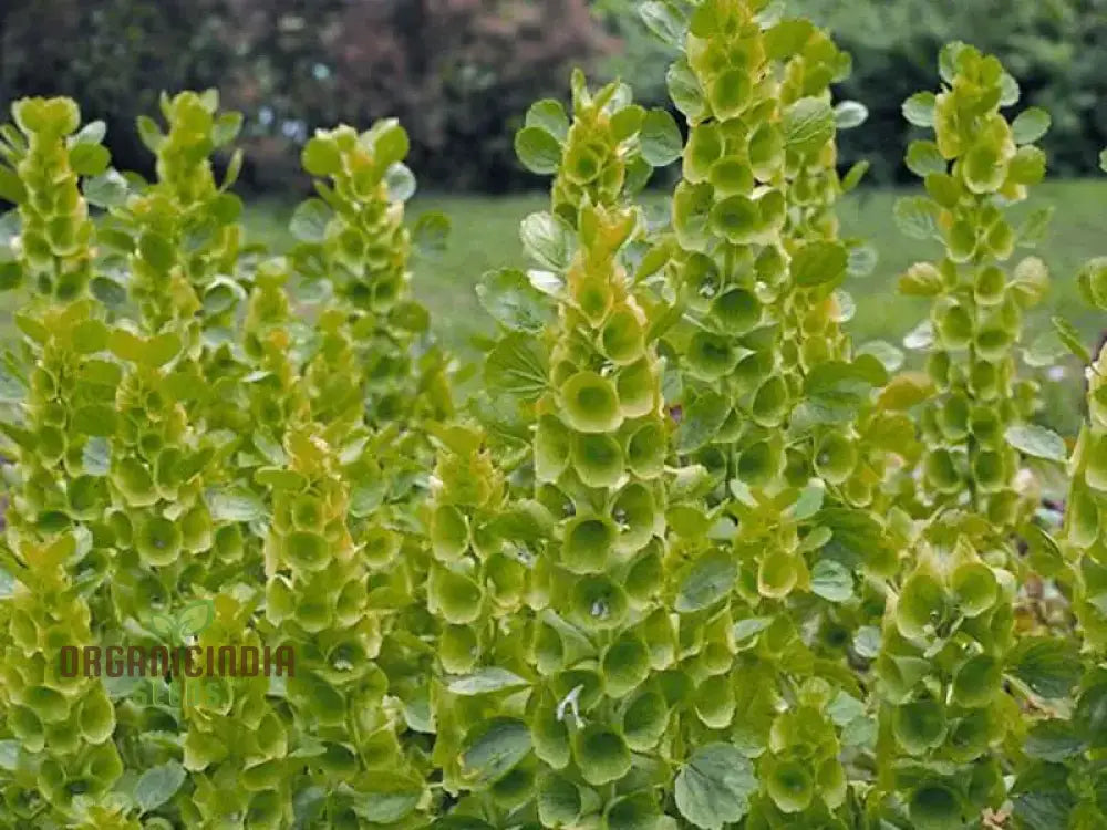 Bells Of Ireland (Molucella Laevis) Seeds For Unique And Striking Floral Displays