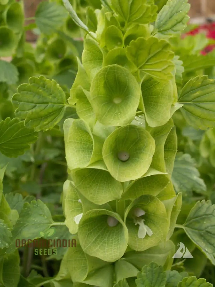 Bells Of Ireland (Molucella Laevis) Seeds For Unique And Striking Floral Displays