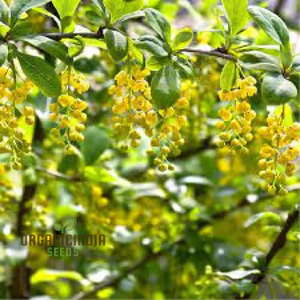 Berberis Hypokerina Seeds For Planting: The Ultimate Gardening Solution For A Vibrant