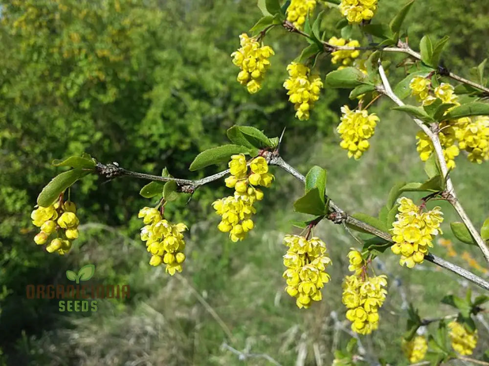 Berberis Hypokerina Seeds For Planting: The Ultimate Gardening Solution For A Vibrant