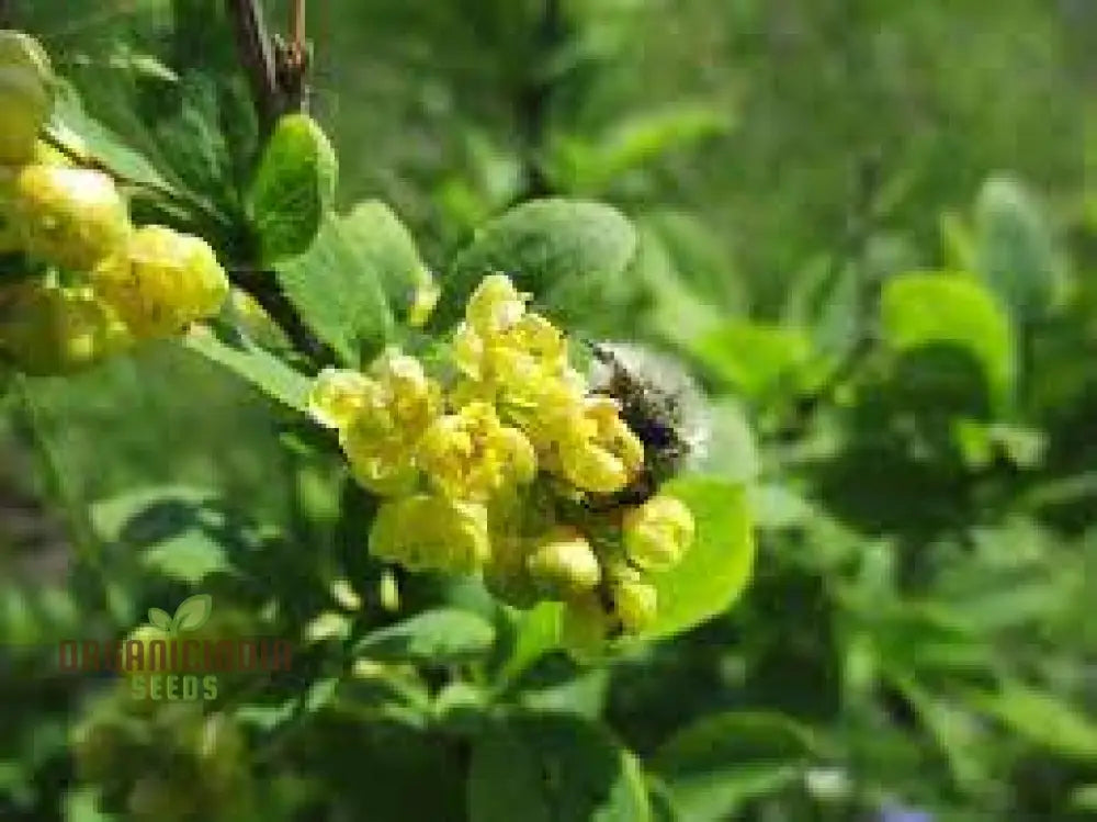 Berberis Hypokerina Seeds For Planting: The Ultimate Gardening Solution For A Vibrant