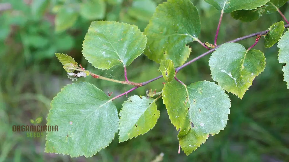 Betula Lenta Seeds For Planting Grow Your Own Sweet Birch Trees