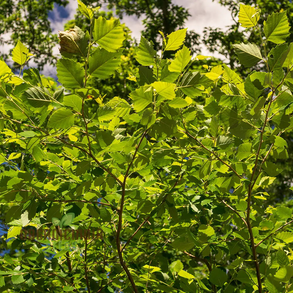 Betula Lenta Seeds For Planting Grow Your Own Sweet Birch Trees