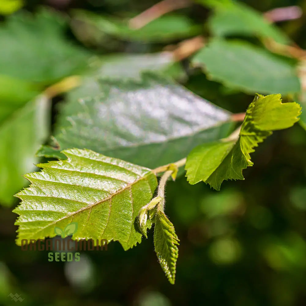 Betula Lenta Seeds For Planting Grow Your Own Sweet Birch Trees