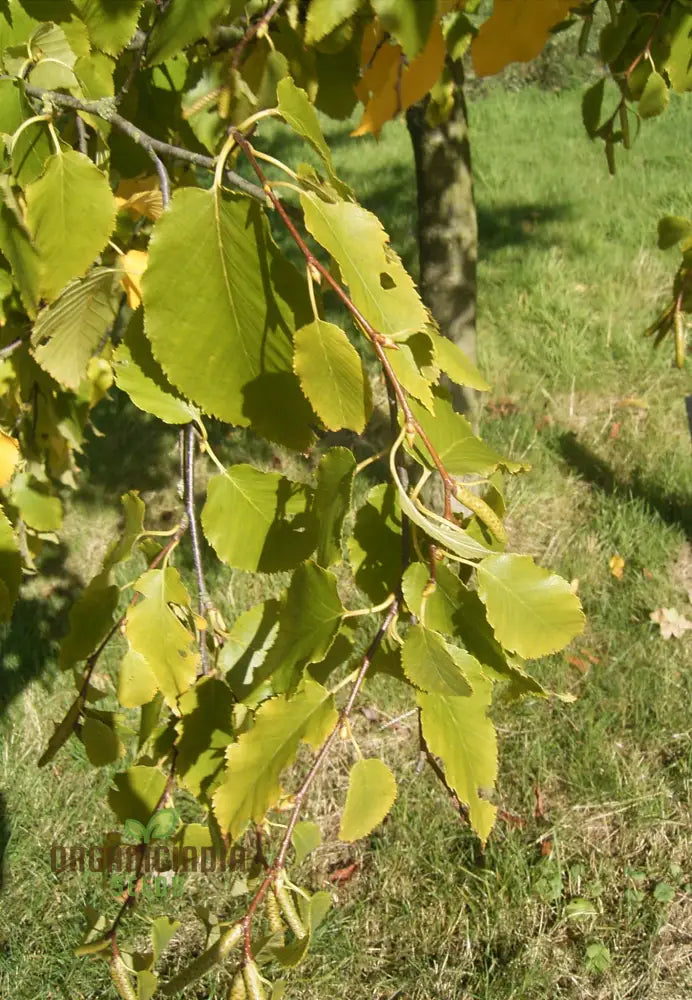 Betula Lenta Seeds For Planting Grow Your Own Sweet Birch Trees