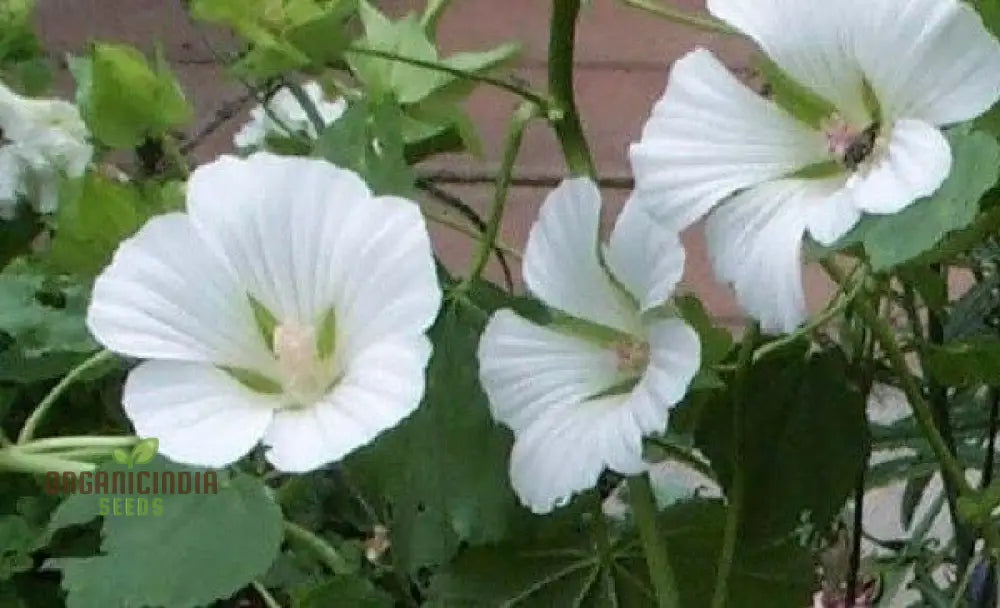 Bianco Malope Mallow Trifida Flower Seeds For Planting 100 Pcs Seeds