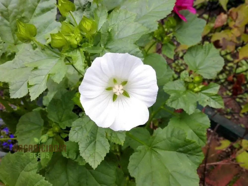 Bianco Malope Mallow Trifida Flower Seeds For Planting 100 Pcs Seeds