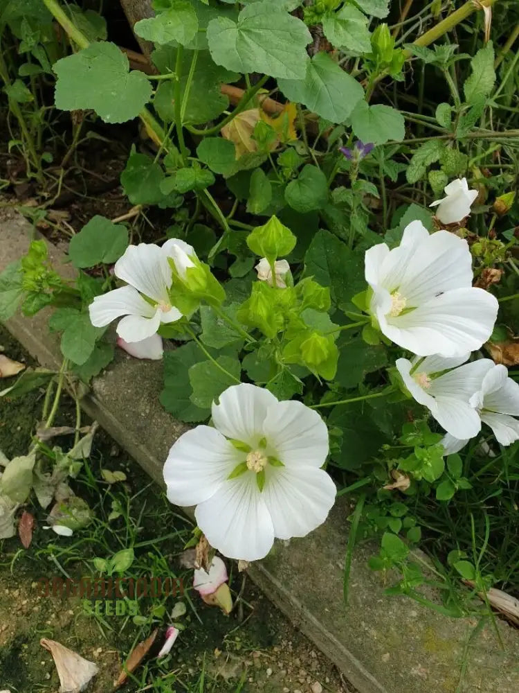 Bianco Malope Mallow Trifida Flower Seeds For Planting 100 Pcs Seeds