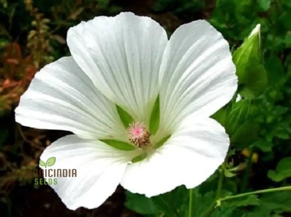 Bianco Malope Mallow Trifida Flower Seeds For Planting 100 Pcs Seeds