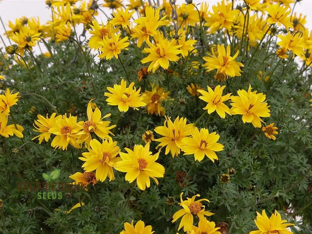 Bidens Ferulifolia Gold Nuggets Seeds For Planting Brighten Your Garden With Golden Blooms