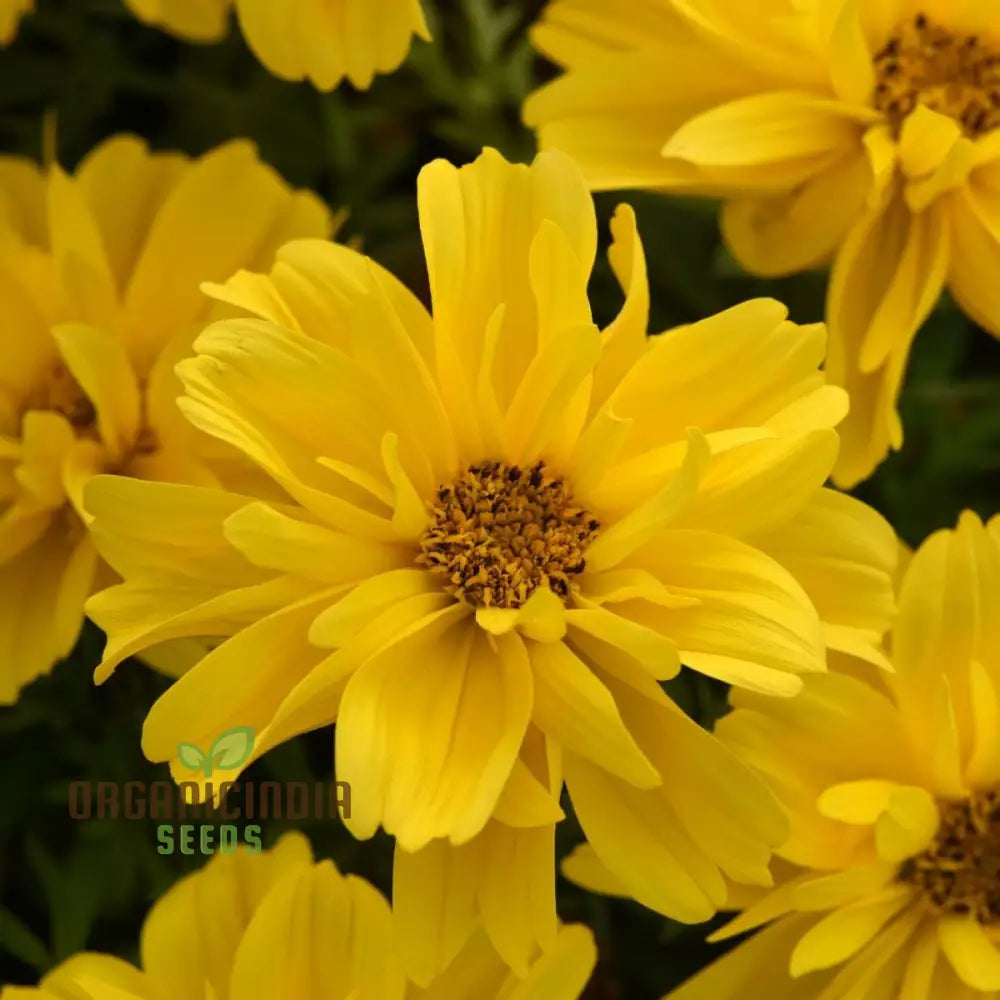 Bidens Ferulifolia Gold Nuggets Seeds For Planting Brighten Your Garden With Golden Blooms