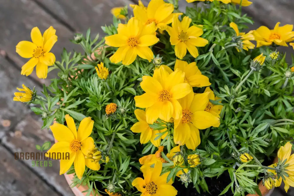 Bidens Ferulifolia Gold Nuggets Seeds For Planting Brighten Your Garden With Golden Blooms