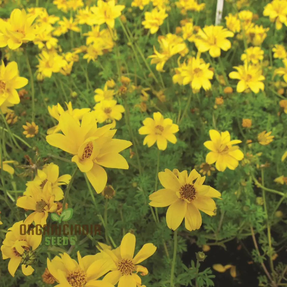 Bidens Ferulifolia Gold Nuggets Seeds For Planting Brighten Your Garden With Golden Blooms