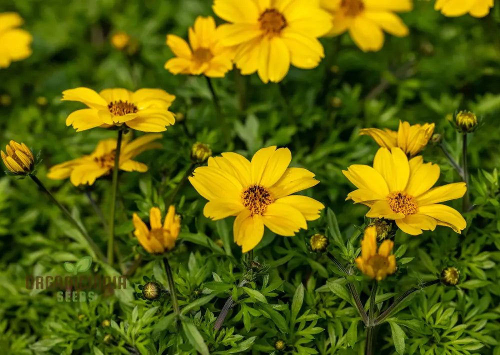 Bidens Ferulifolia Gold Nuggets Seeds For Planting Brighten Your Garden With Golden Blooms