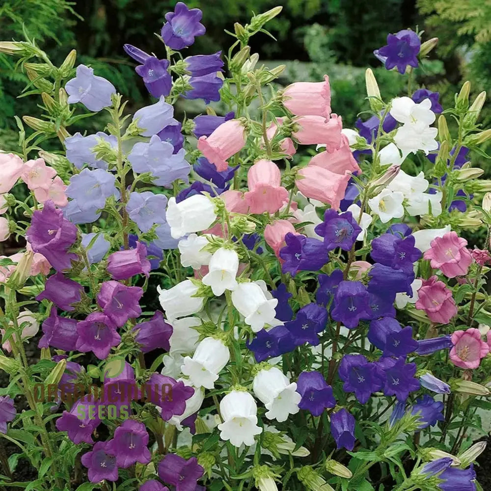 Biennial Campanula Canterbury Bells Flower Seeds For Exquisite Gardening Delights: Grow Your Own