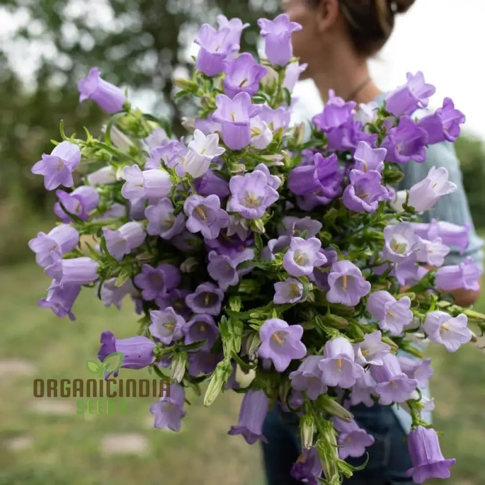 Biennial Campanula Canterbury Bells Flower Seeds For Exquisite Gardening Delights: Grow Your Own