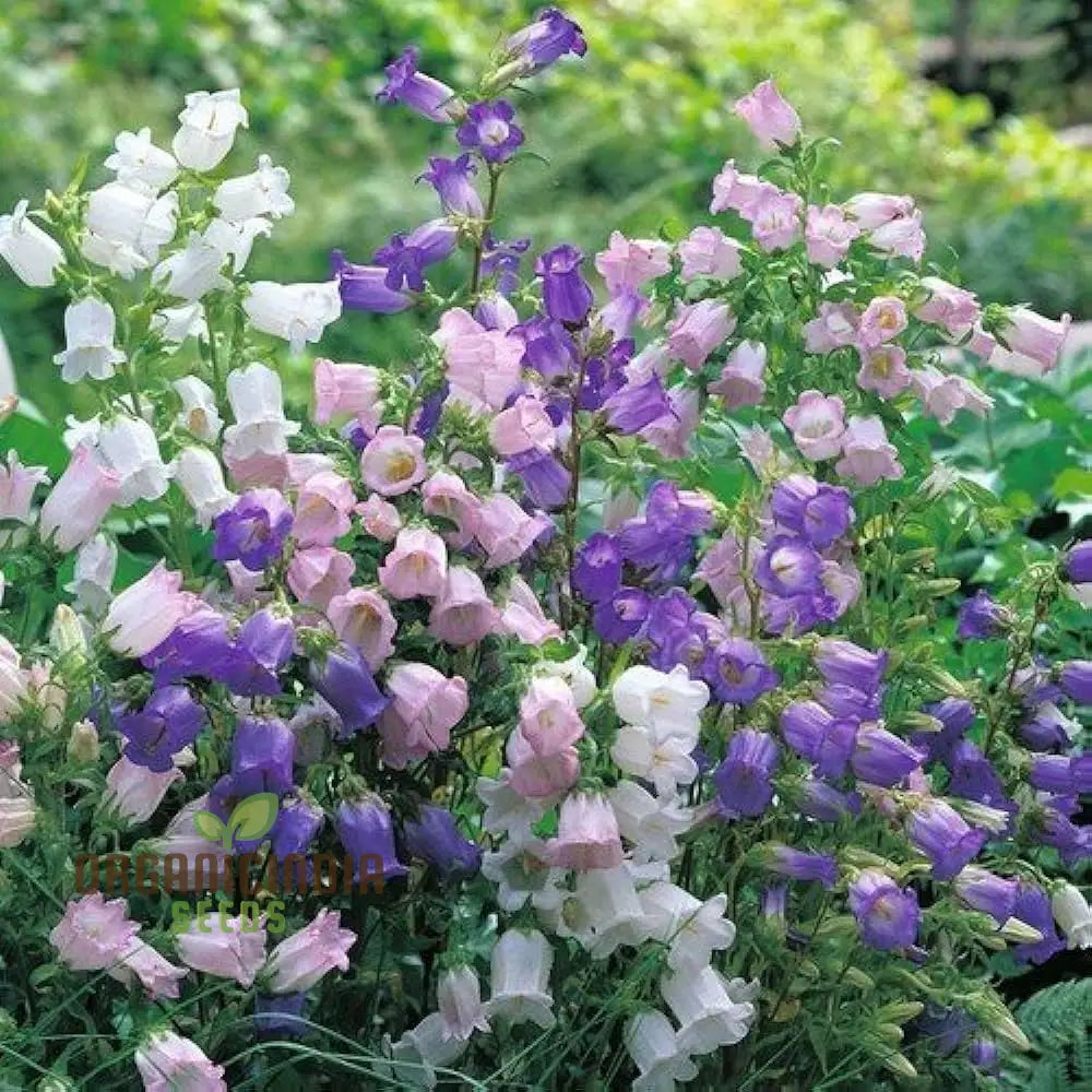 Biennial Campanula Canterbury Bells Flower Seeds For Exquisite Gardening Delights: Grow Your Own