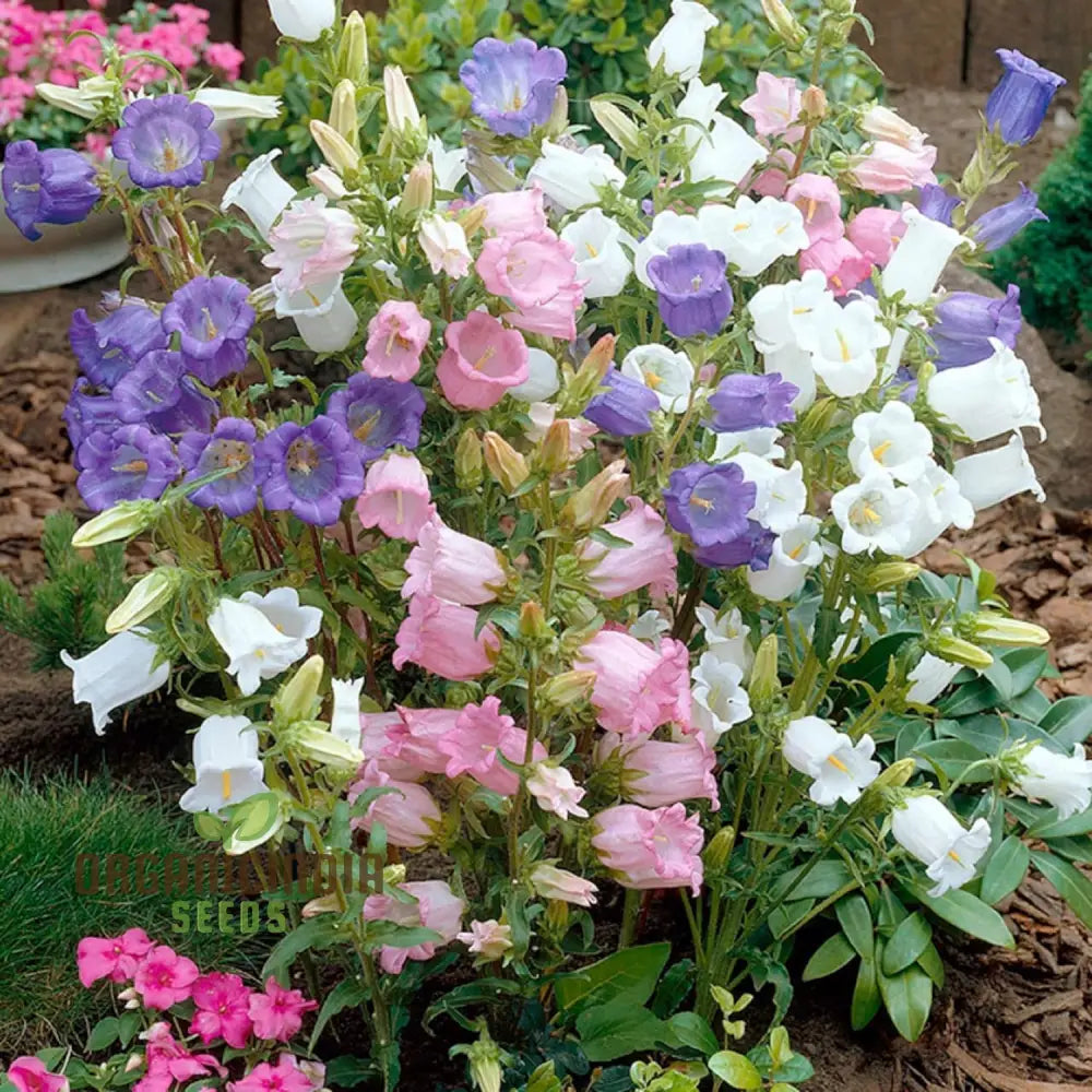 Biennial Campanula Canterbury Bells Flower Seeds For Exquisite Gardening Delights: Grow Your Own