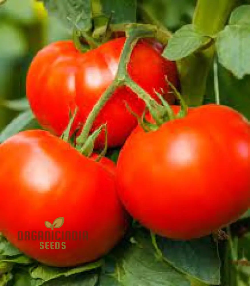 Big Beef Tomato Seeds - Premium Quality For Gardening And Planting