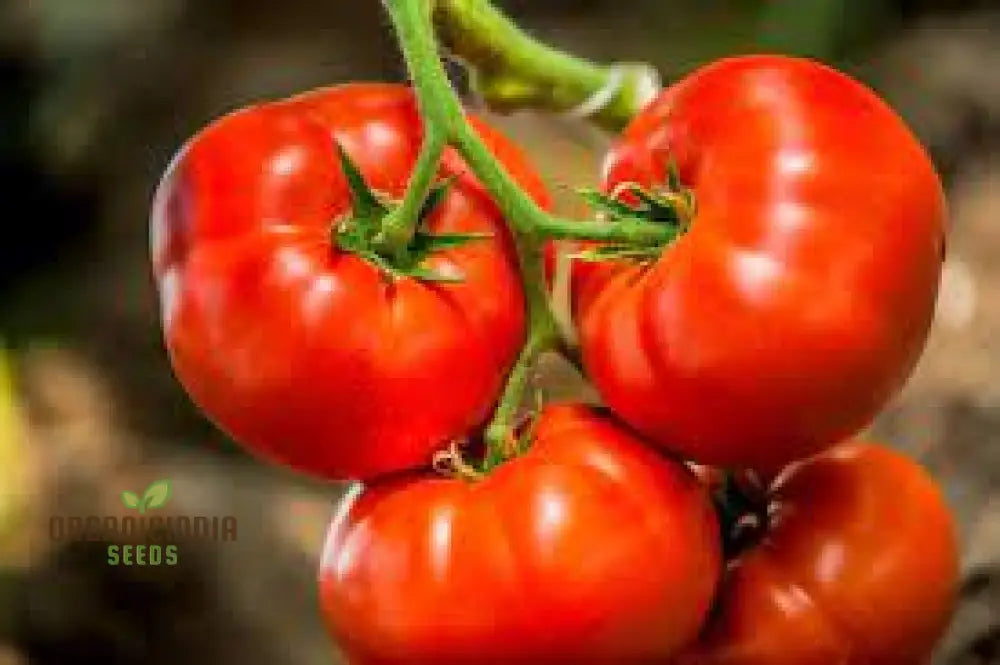 Big Beef Tomato Seeds - Premium Quality For Gardening And Planting