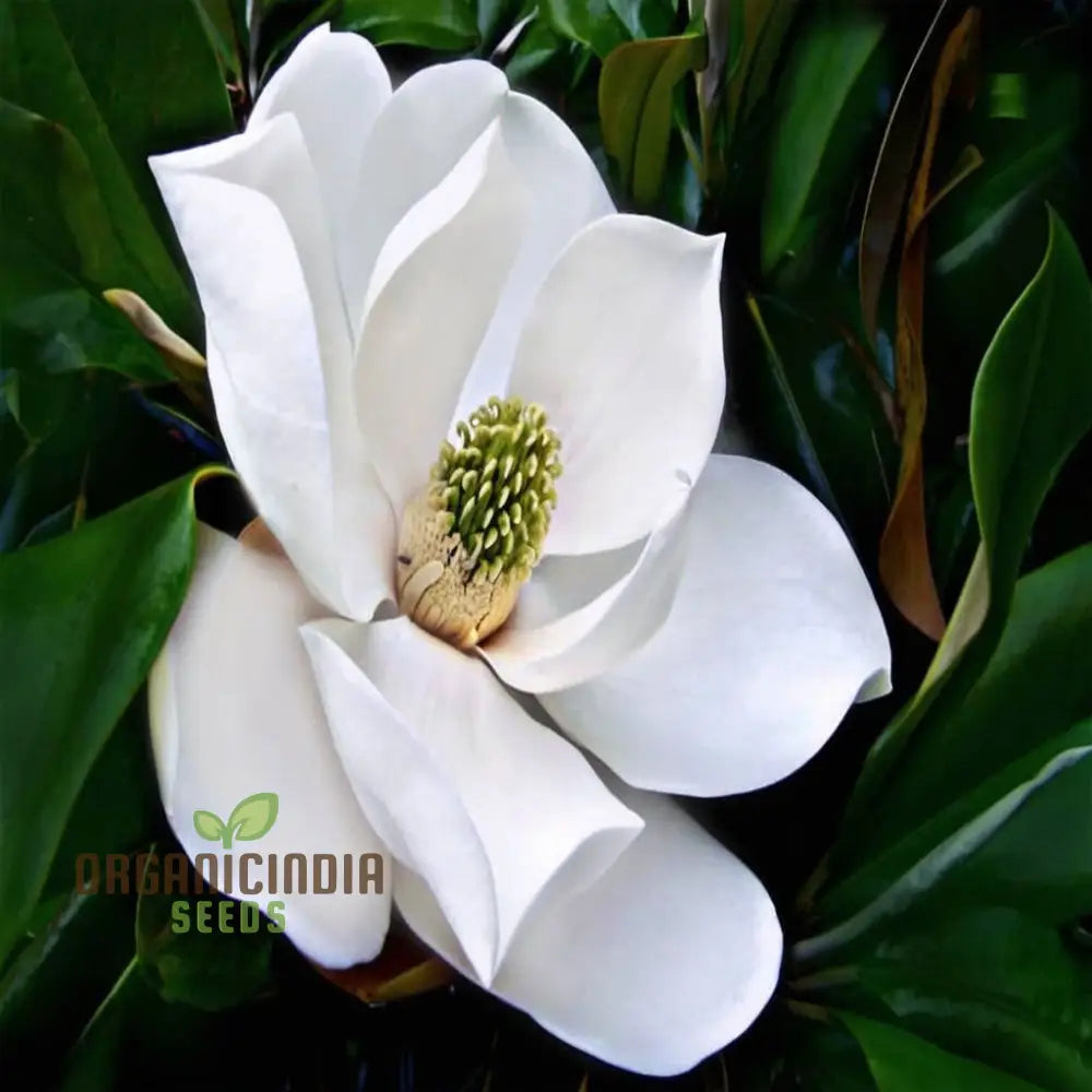 Big Leaf Magnolia (Magnolia Macrophylla) Flower Seeds Tips For Thriving Blooms And Lush Foliage