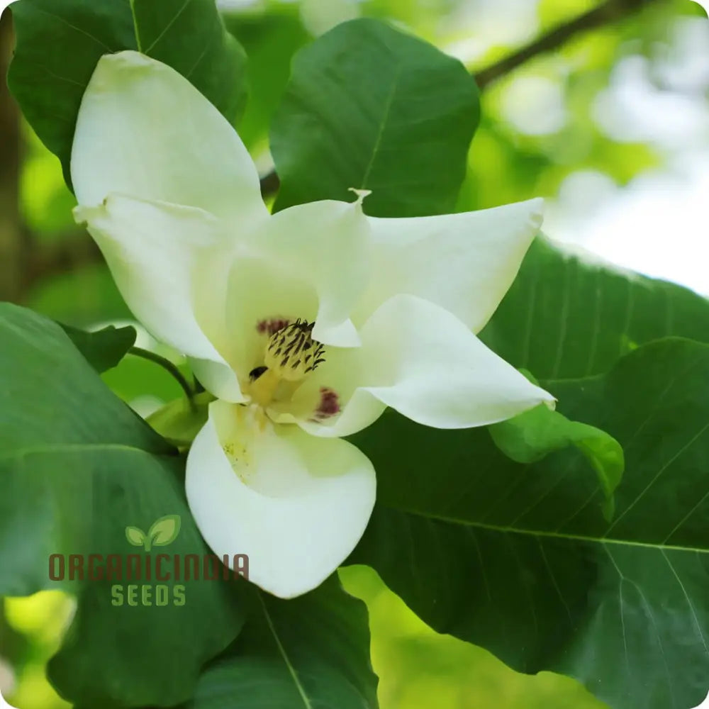 Big Leaf Magnolia (Magnolia Macrophylla) Flower Seeds Tips For Thriving Blooms And Lush Foliage