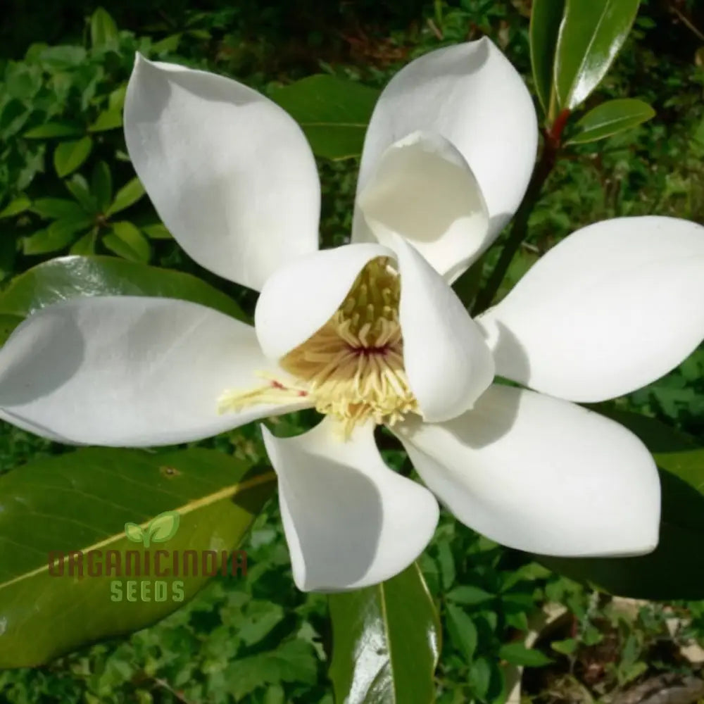 Big Leaf Magnolia (Magnolia Macrophylla) Flower Seeds Tips For Thriving Blooms And Lush Foliage