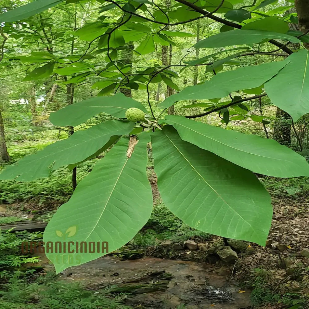 Big Leaf Magnolia (Magnolia Macrophylla) Flower Seeds Tips For Thriving Blooms And Lush Foliage